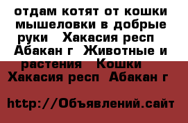 отдам котят от кошки мышеловки в добрые руки - Хакасия респ., Абакан г. Животные и растения » Кошки   . Хакасия респ.,Абакан г.